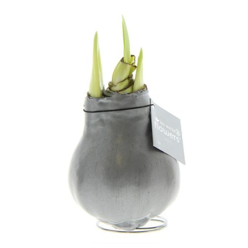 Amaryllis bulb in gift box - Image 12